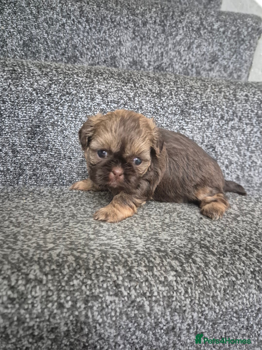 Shih Tzu dogs for sale: Imperial shih tzu puppies - Image 7