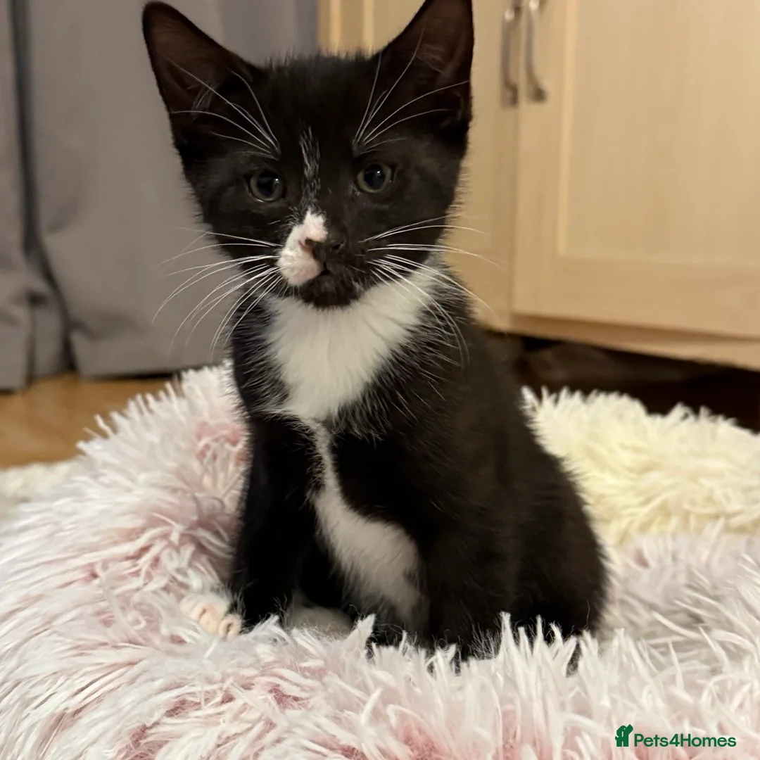 Mixed Breed cats for sale: Three kittens are looking for their homes 🐾 - Advert 7
