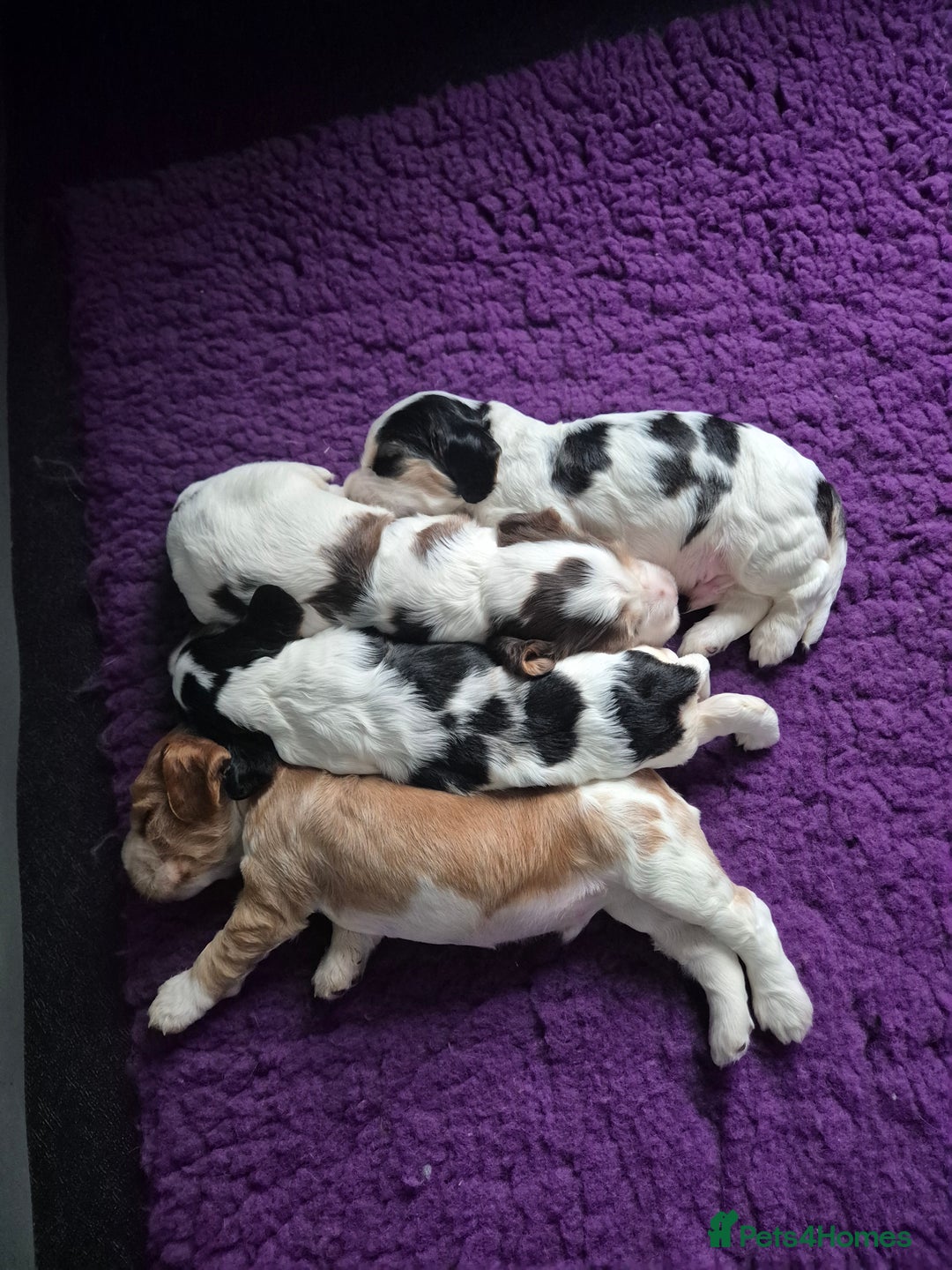 Cocker Spaniel dogs for sale: Roan show cocker spaniels  - Image 5