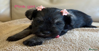 Miniature Schnauzer dogs - Advert 8