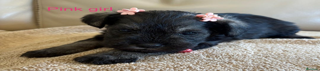 Miniature Schnauzer Puppy 6