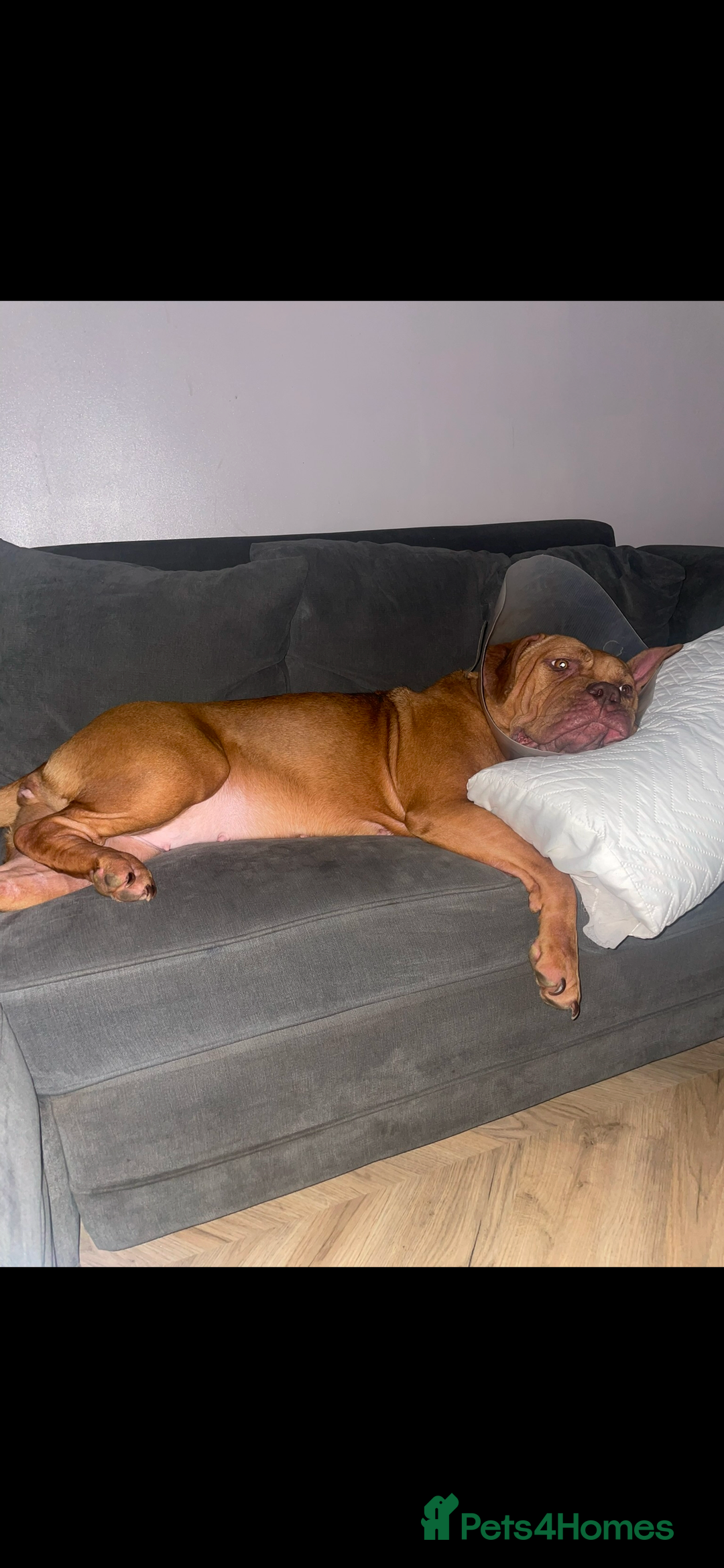 Mixed Breed dogs for sale: Beautiful Girl, sad circumstances  - Advert 12