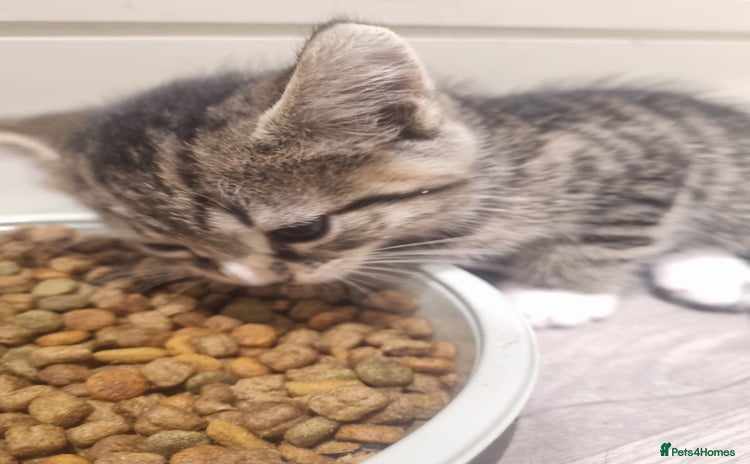 British Shorthair cats Kittens for sale - Advert 3