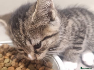 British Shorthair cats Kittens for sale - Advert 1