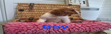 Cavalier King Charles Spaniel 1
