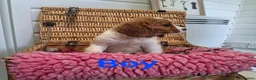 Cavalier King Charles Spaniel dogs for sale: Cavalier king charles pups - Advert 2