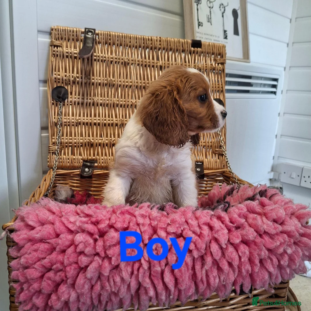 Cavalier King Charles Spaniel dogs for sale: Cavalier king charles pups - Advert 2