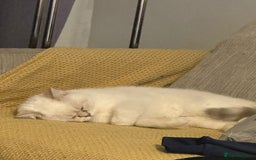 British Shorthair cats for sale: CUTE BRITISH SHORT HAIR LOOKING FOR FOREVER HOME - Image 15