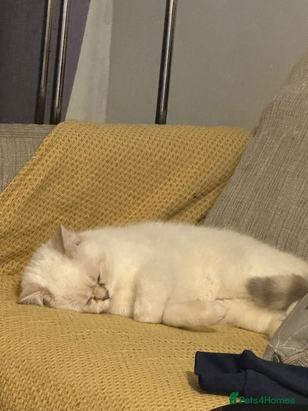 British Shorthair cats for sale: CUTE BRITISH SHORT HAIR LOOKING FOR FOREVER HOME - Image 15