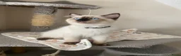 Ragdoll cats for sale: GCCF Ragdoll kittens - Advert 6