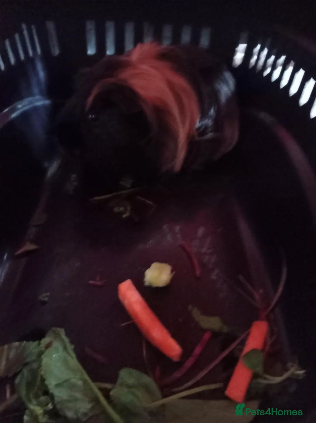 Guinea Pig rodents for sale: Male guinea pig  in Durham - Advert 4