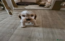 Cocker Spaniel dogs for sale: KC registered Orange Roan Cocker Spaniels - Image 8
