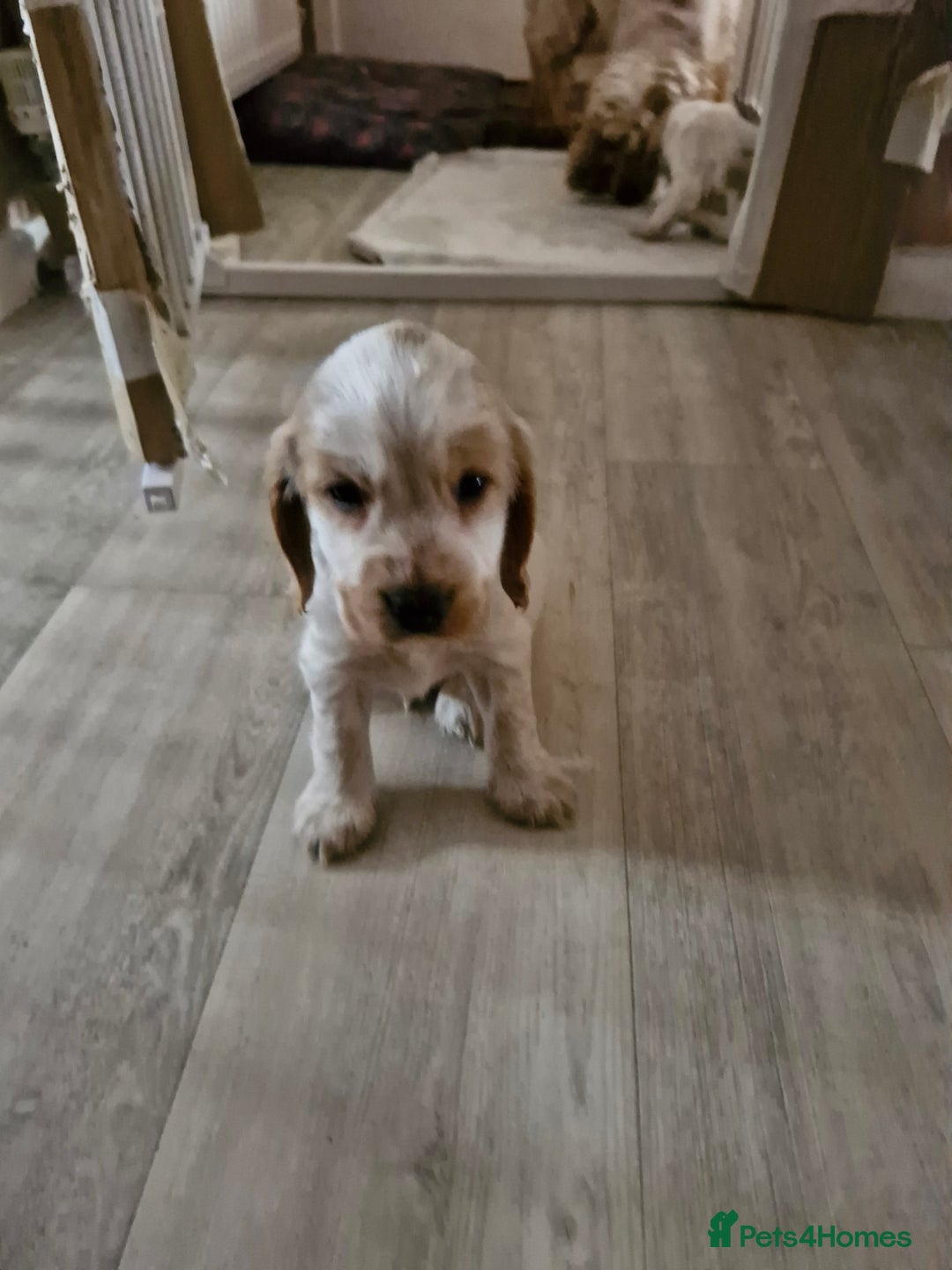Cocker Spaniel dogs for sale: KC registered Orange Roan Cocker Spaniels - Image 8