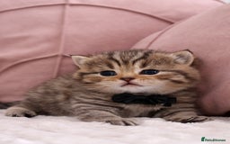 British Shorthair cats for sale: 🎄 British Shorthair - Ready 21 December - Image 14