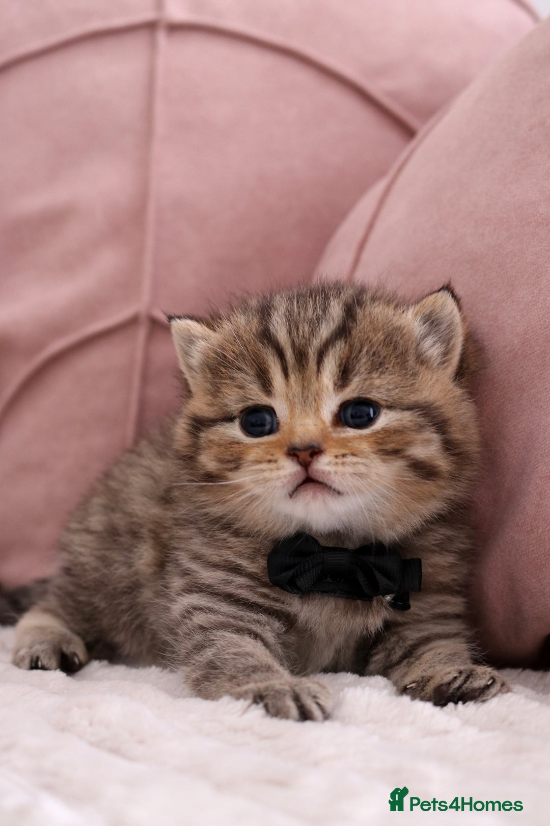 British Shorthair cats for sale: 🎄 British Shorthair - Ready 21 December - Image 14