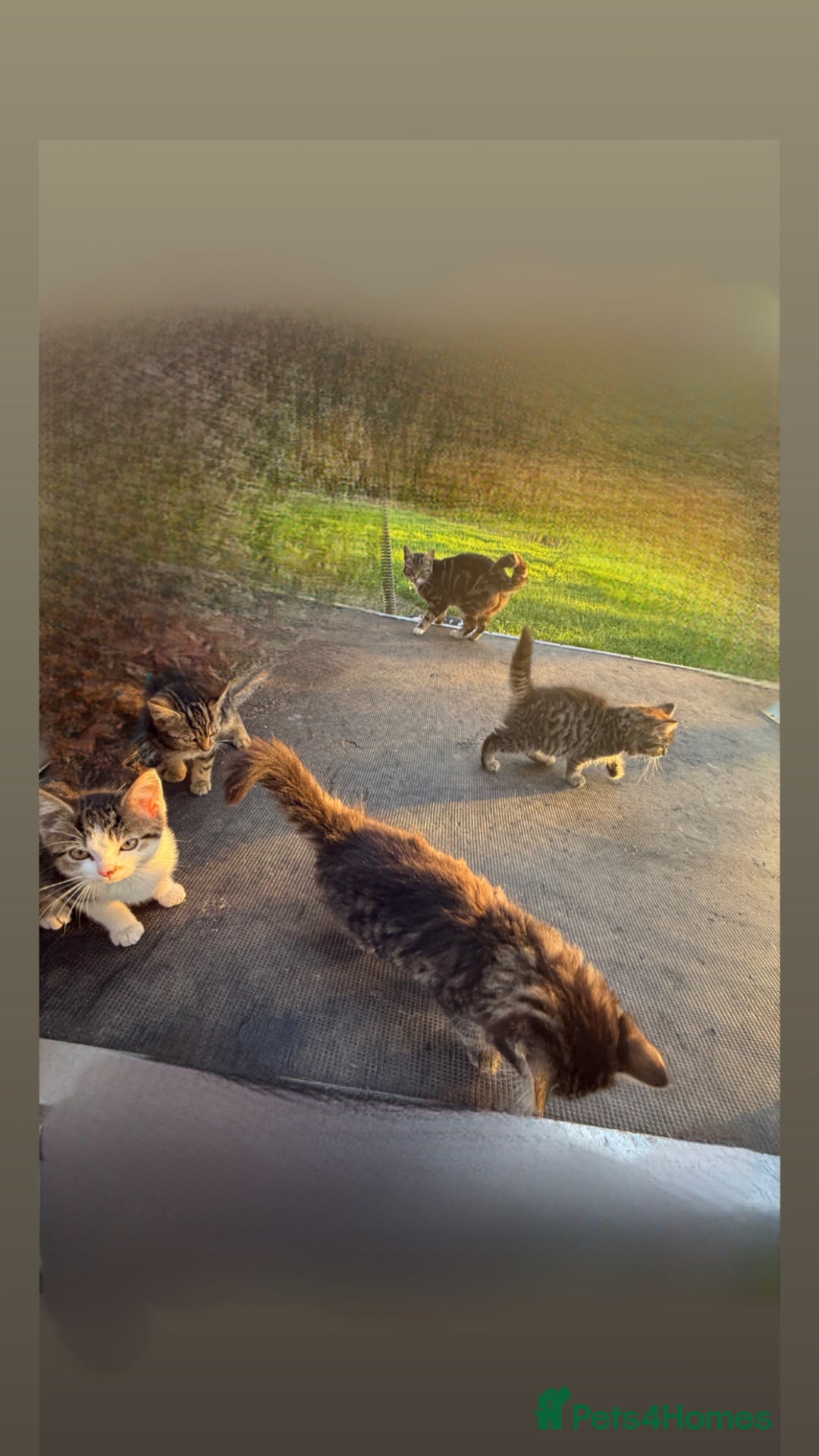 Mixed Breed cats for sale: 4 Tabby Kittens - Image 4