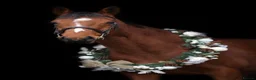English Thoroughbred horses for sale: 16.1hh Weatherby’s reg TB Mare  - Advert 1