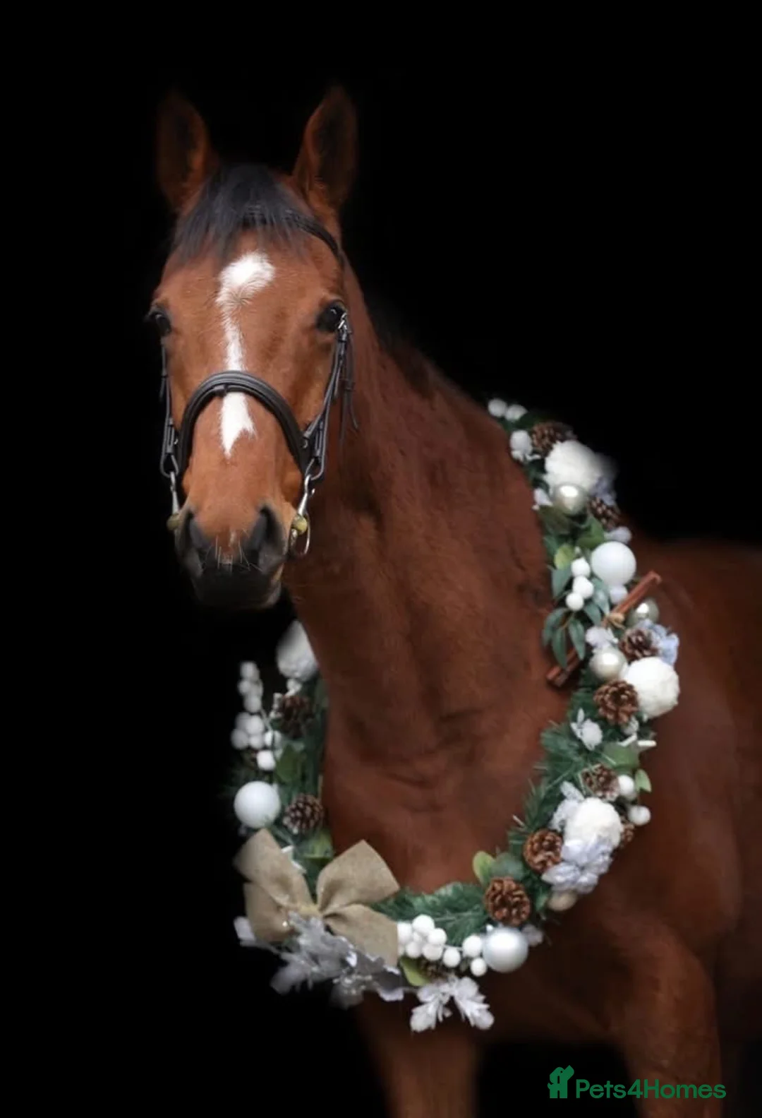 English Thoroughbred horses for sale: 16.1hh Weatherby’s reg TB Mare  - Advert 1