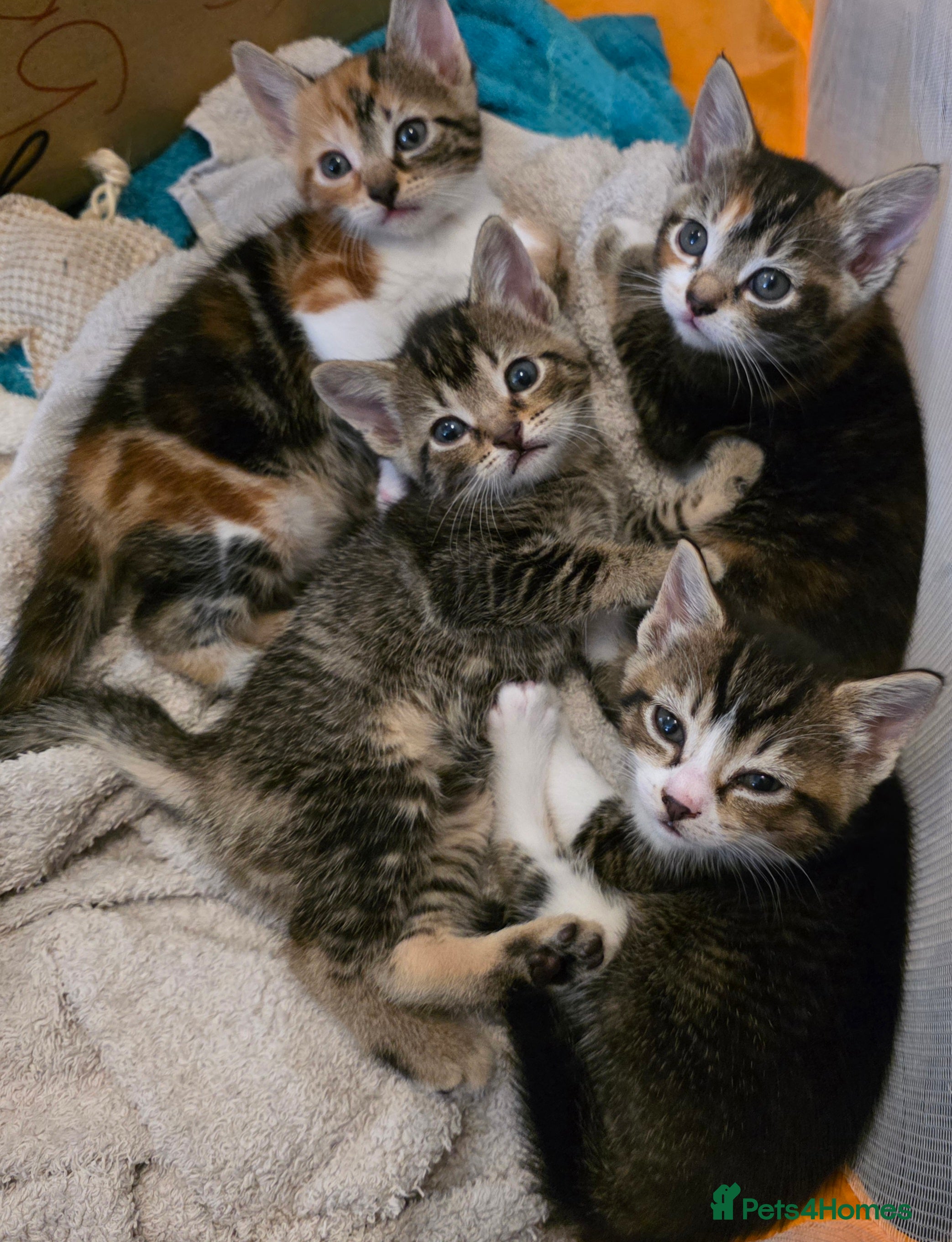 Mixed Breed cats Torbie/calico kittens - Advert 18