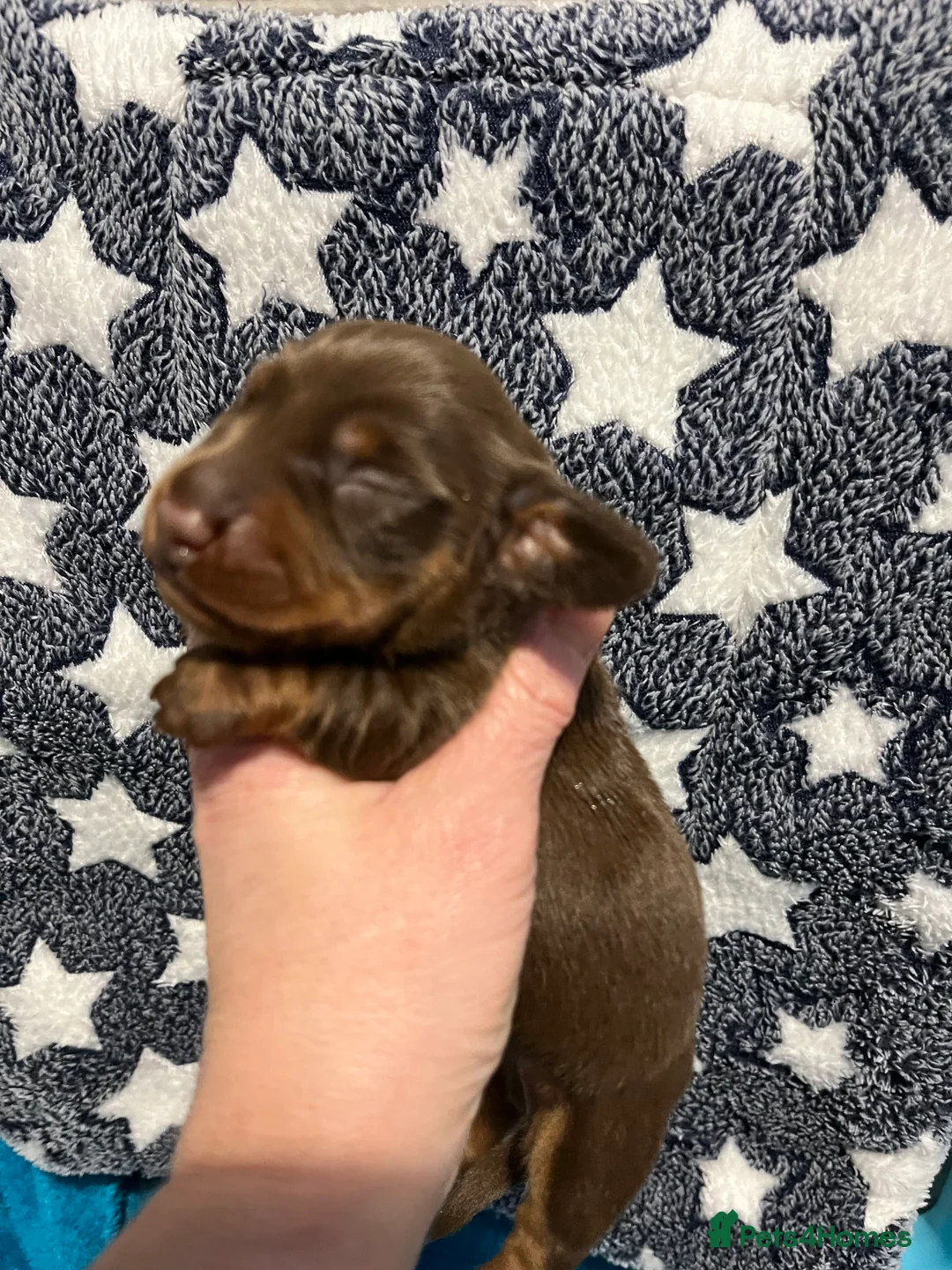 Dachshund dogs for sale: Kc miniature dachshund - Advert 1