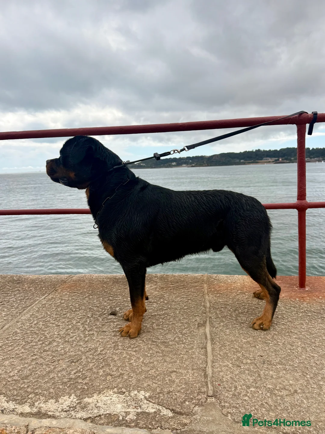 Rottweiler dogs for sale: Expecting Rottweiler pups - ready end of May  - Advert 29