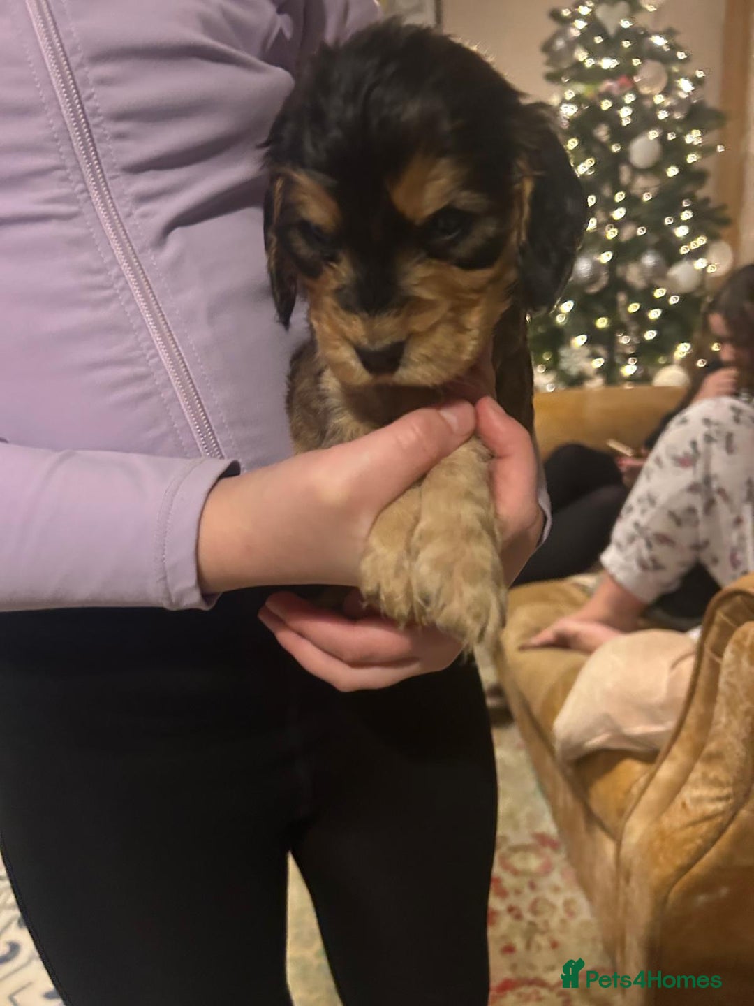 Cocker Spaniel dogs for sale: Princess cockers for sale  - Advert 11