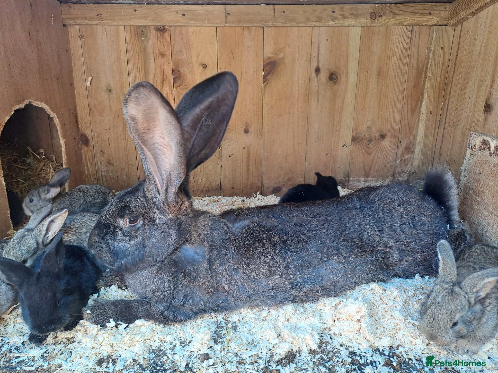 Continental Giant rabbits for sale: 10KG, Brc, show quality kits. MASSIVE  - Advert 4