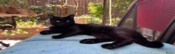 Mixed Breed cats for sale: Lovely young cat needing new home in London - Advert 5