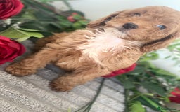 Cavapoo dogs for sale: 🐶 Beautiful F1B Cavapoo Puppies for Sale 🐶 - Image 14