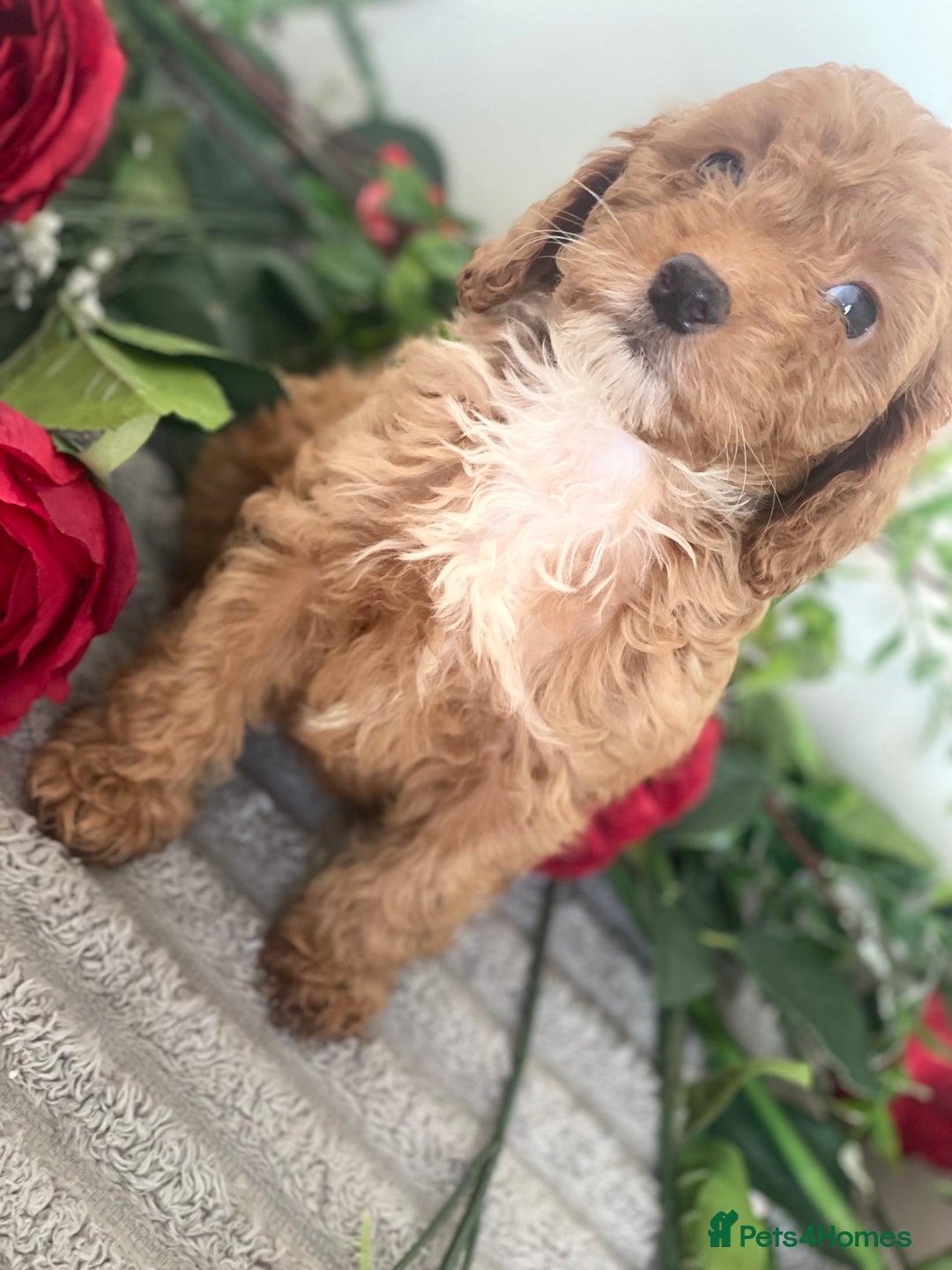 Cavapoo dogs for sale: 🐶 Beautiful F1B Cavapoo Puppies for Sale 🐶 - Image 14