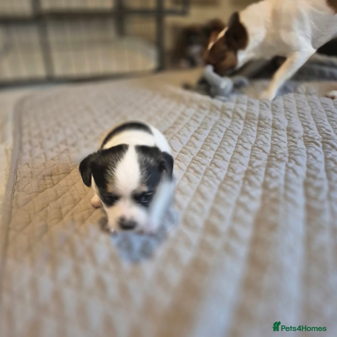 Mixed Breed dogs for sale: Jack chi puppies - Image 8