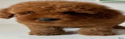 Toy Poodle dogs for stud: 🌹 RED TOY POODLE 9 INCH 2.8 KG HEALTH TESTED 🌹 - Advert 14