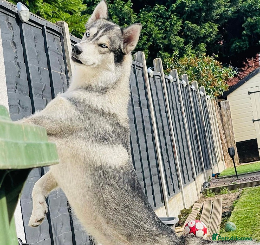 Siberian Husky dogs for sale: KC REGISTERED SIBERIAN HUSKYS MOM/DAD CAN BE SEEN - Advert 7