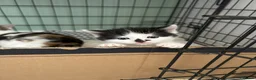 Domestic Shorthair cats for sale: Kittens mixed  - Advert 7