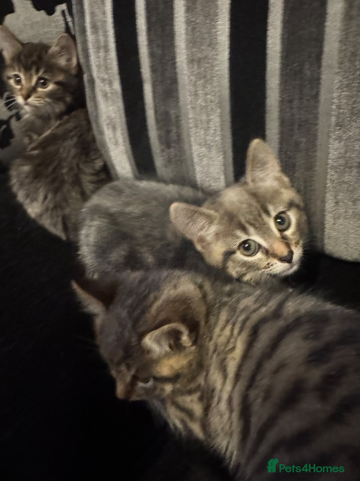 Mixed Breed cats  Cute Kittens For Sale 😍 - Advert 23