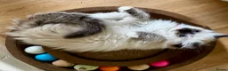 Ragdoll cats for sale: Beautiful pure ragdolls  - Advert 37