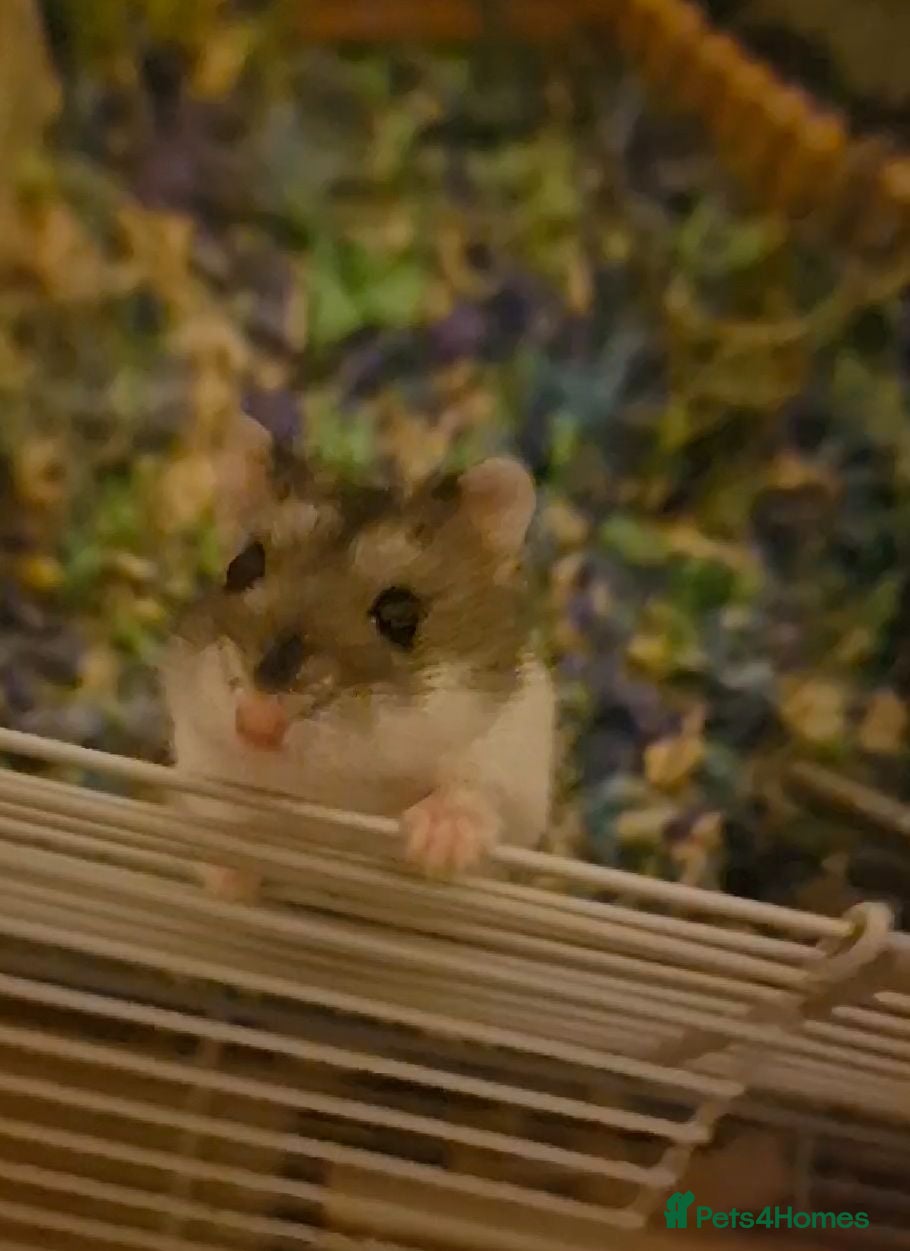 Hamster rodents Russian dwarf hamster  - Advert 6