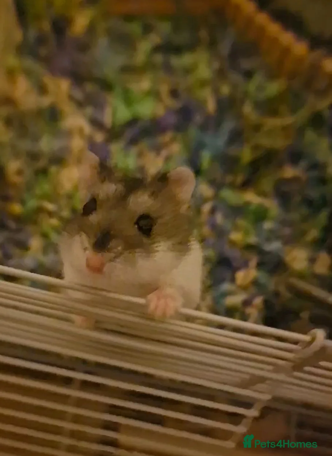 Hamster rodents for sale: Russian dwarf hamster  in Southampton - Advert 1