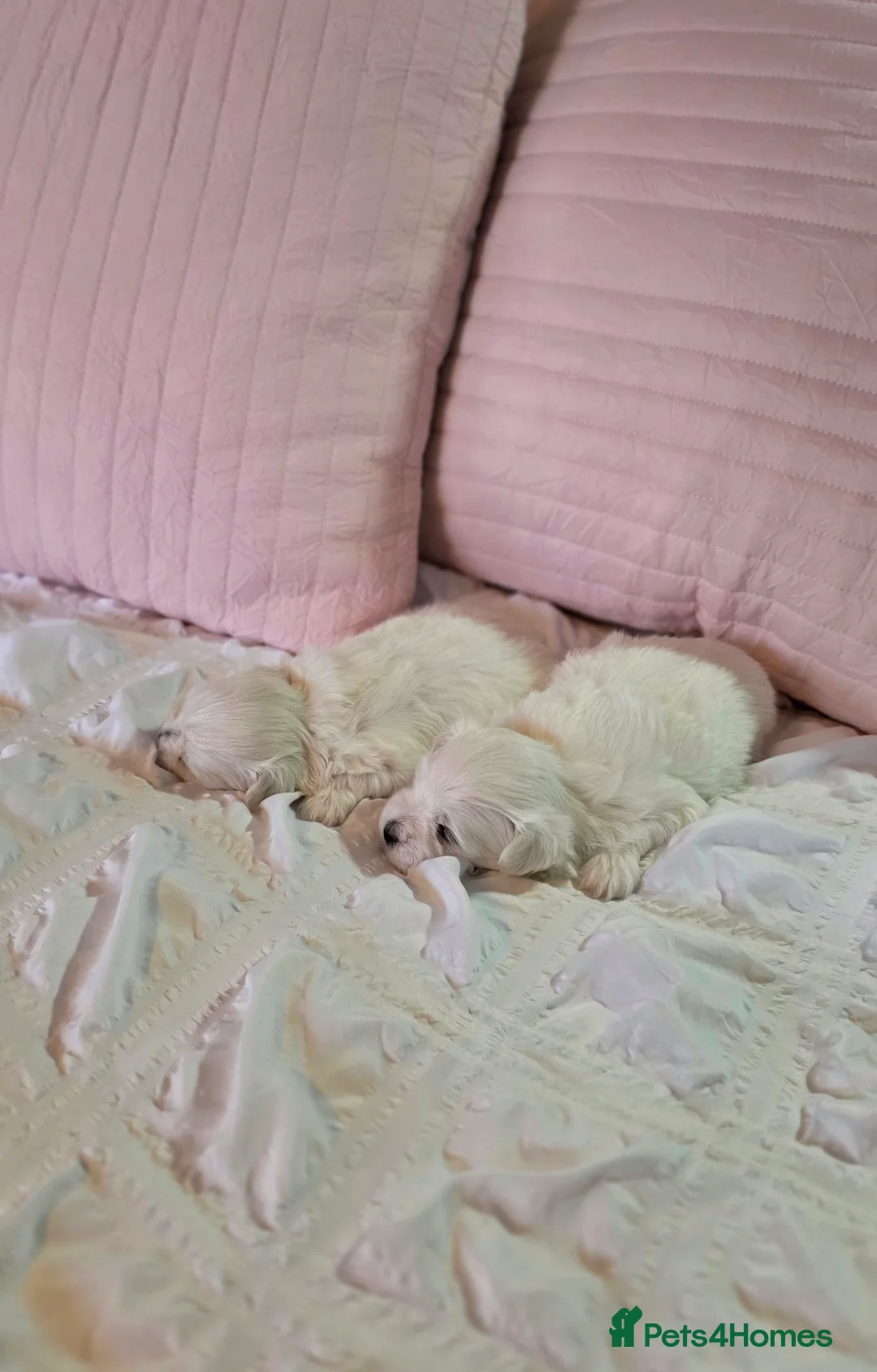Maltese dogs for sale: KC registered Maltese Puppies - Advert 5