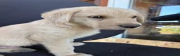 Labrador Retriever dogs for sale: Labrador puppies ready to go in a week - Advert 13
