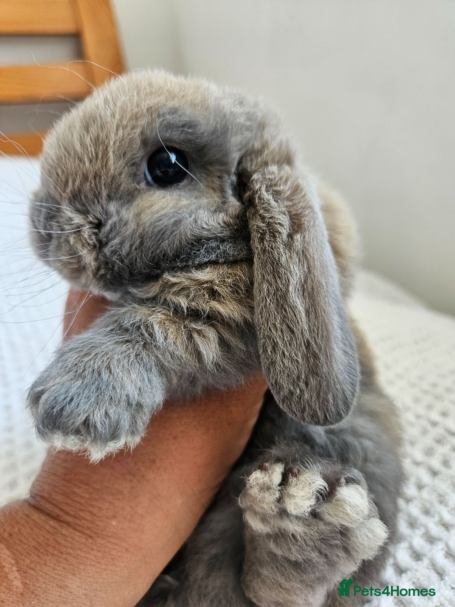 Mini Lop rabbits Mini Plush Lops - Rainbow Litter Suffolk - Advert 1