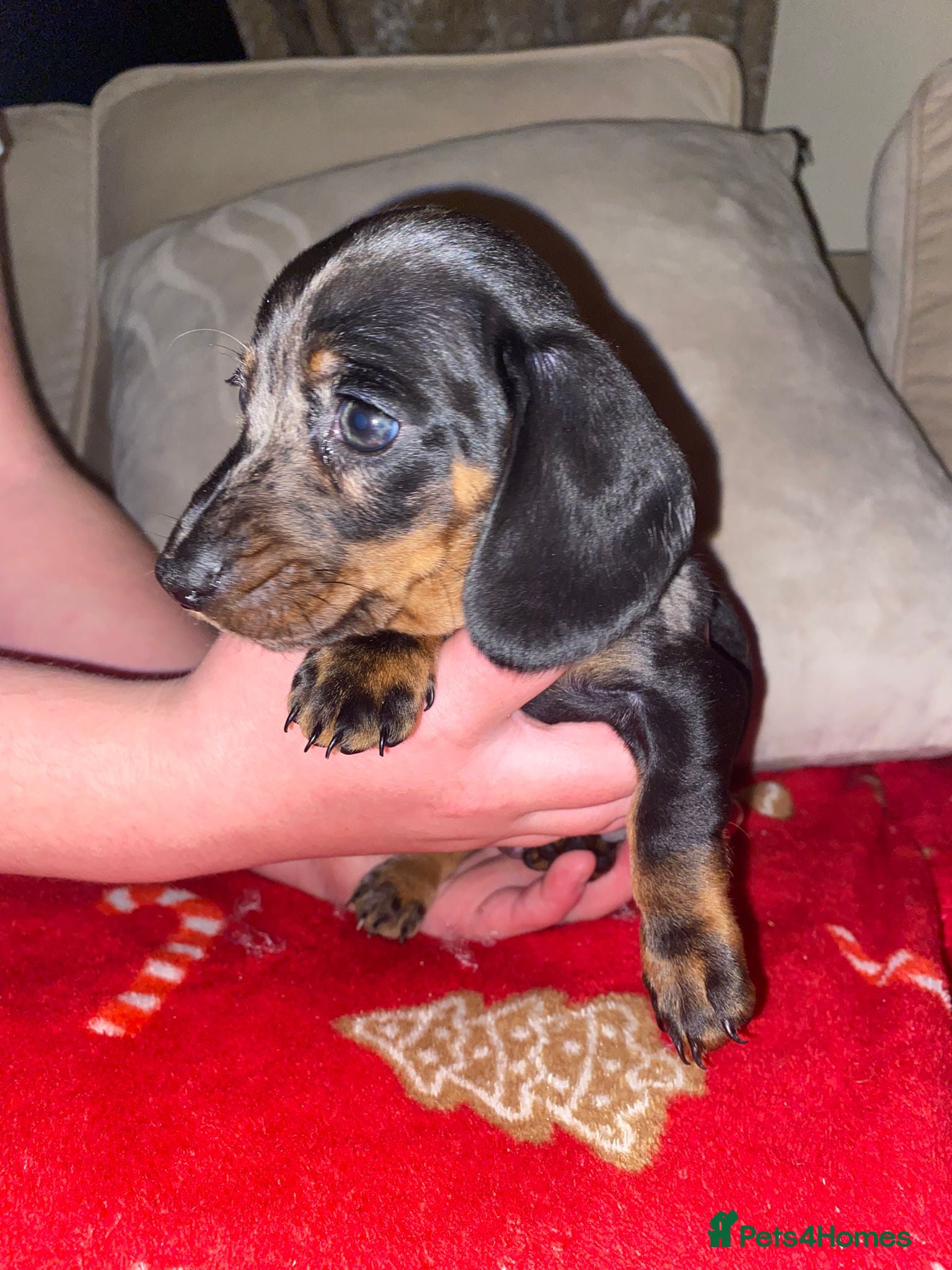 Miniature Dachshund dogs Reduced ‼️❤️🐶 Miniature Dashaunds 🐶❤️ - Advert 5