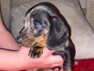 Miniature Dachshund dogs Reduced ‼️❤️🐶 Miniature Dashaunds 🐶❤️ - Advert 4
