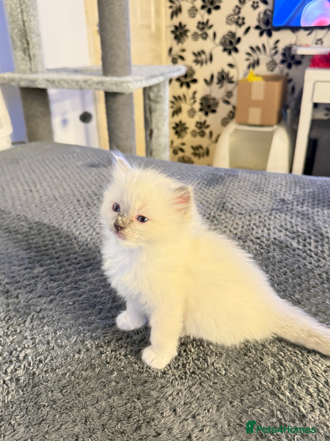 Ragdoll cats for sale: *** Pure Male Ragdoll Kitten For Sale *** - Advert 8