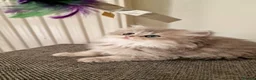 British Shorthair cats for sale: 🌟GCCF registred kittens 🌟 - Advert 17