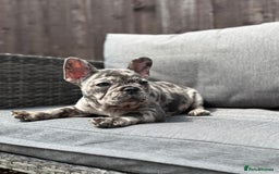 French Bulldog dogs for sale: French Bulldog Puppies–4 Girls & 2 Boys READY NOW  in Walton-on-Thames - Image 19