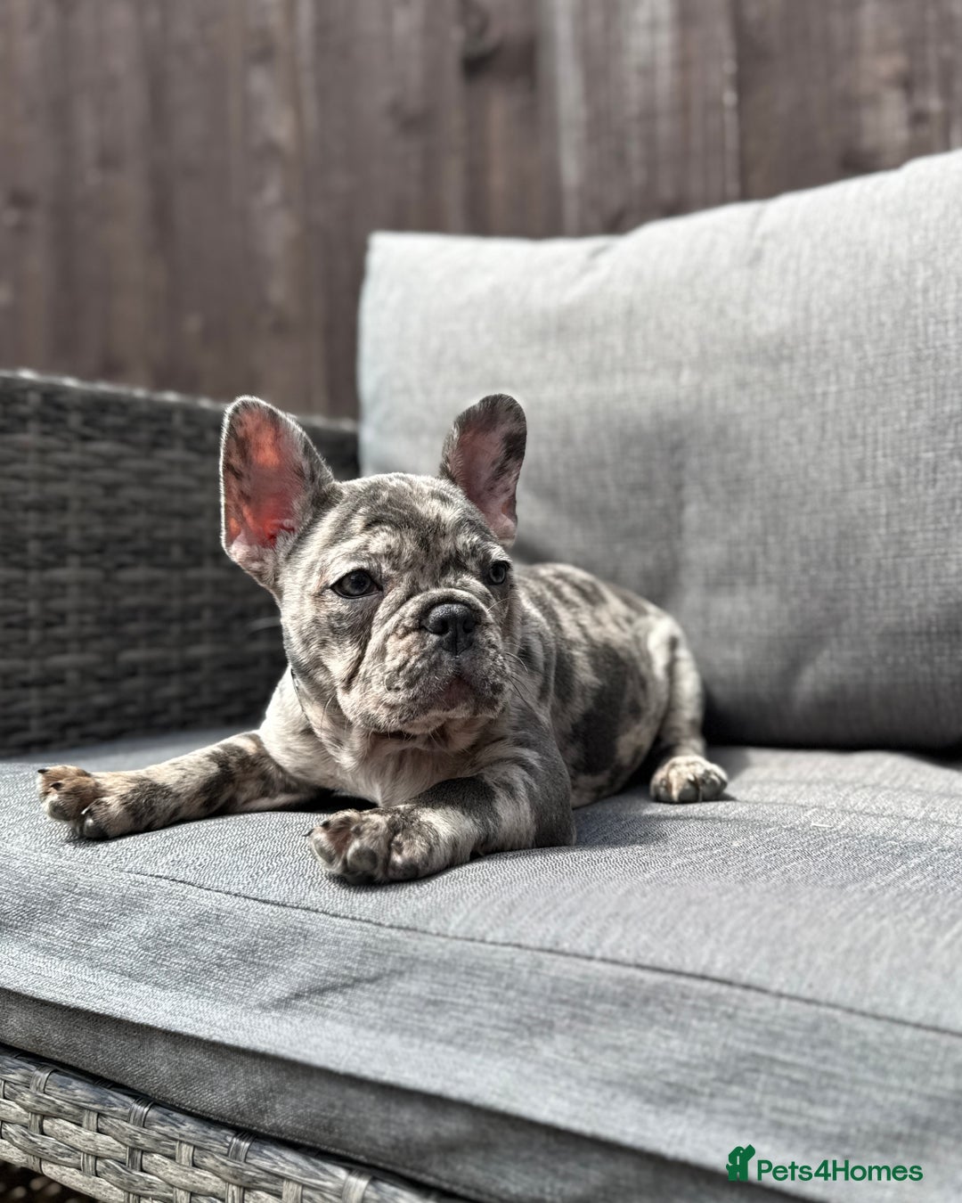 French Bulldog dogs for sale: French Bulldog Puppies–4 Girls & 2 Boys READY NOW  in Walton-on-Thames - Image 19