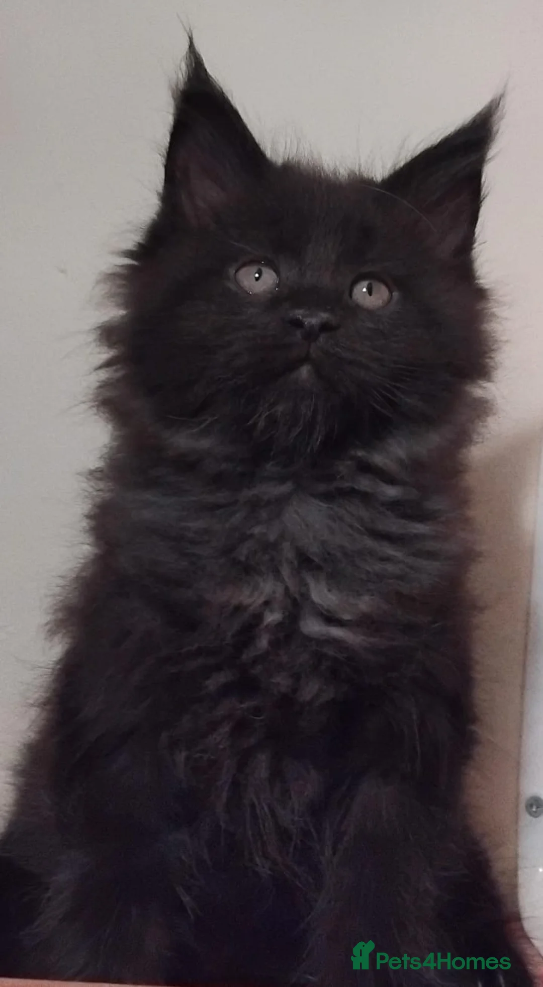 Maine Coon cats for sale: Maine Coons Kittens For Sale  - Advert 6