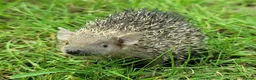Pygmy Hedgehog rodents for sale: Gorgeous 2026 Lesser Tenrec babies - Advert 1