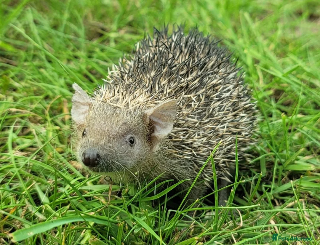 Pygmy Hedgehog rodents for sale: Gorgeous 2026 Lesser Tenrec babies - Advert 1